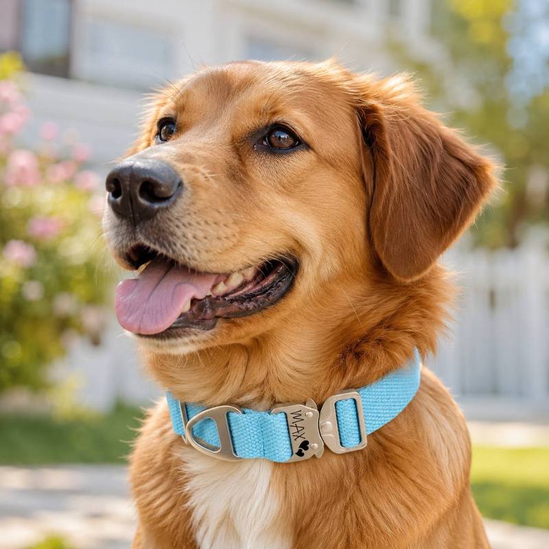 Custom Tactical Dog Collar - F - Outdoor Adventure Names 评论和价格